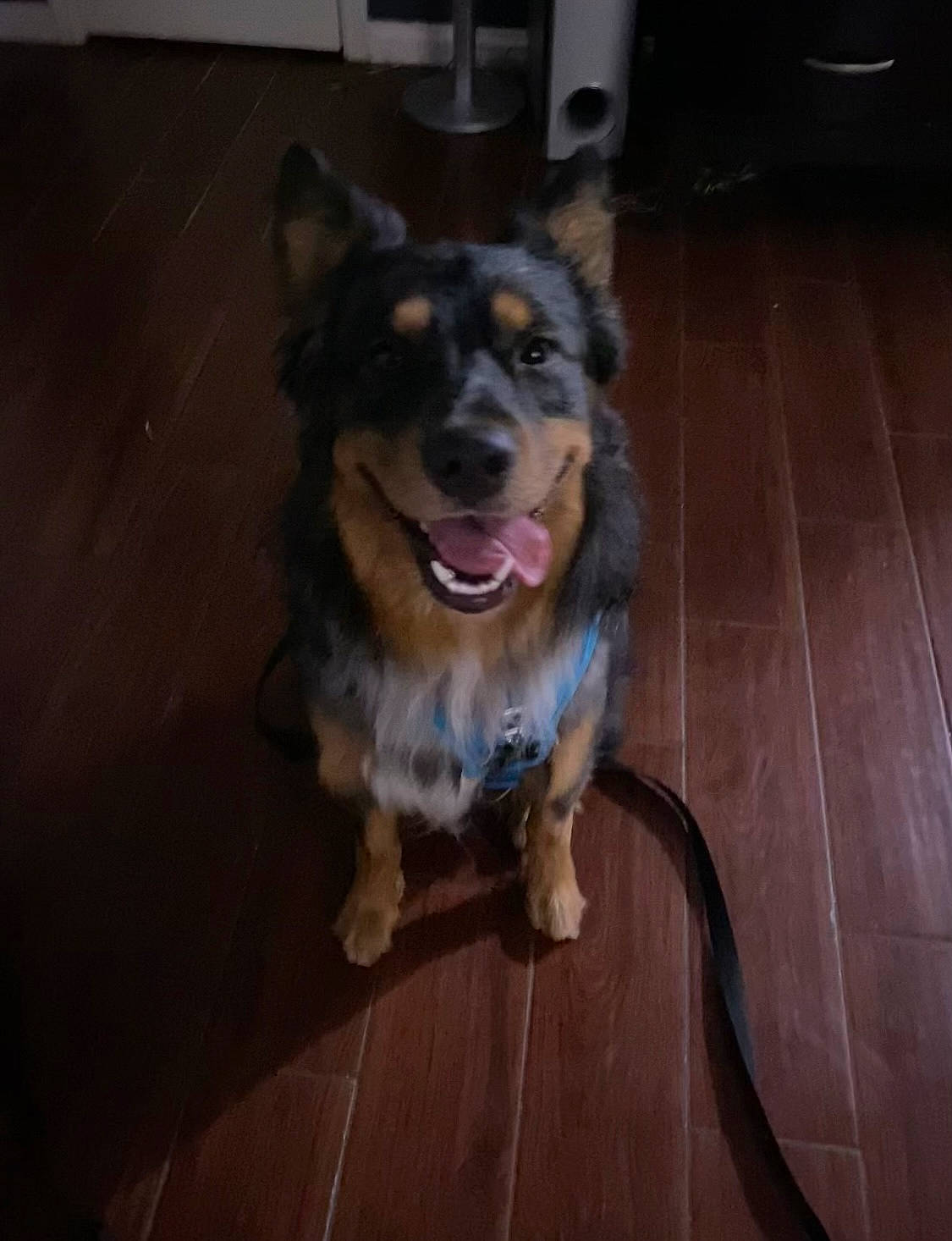 Azul joined the competition — help win amazing prizes! canidae, carnivore, collar, companion_dog, dog, dog_breed, dog_collar, dog_supply, door, electric_blue, flooring, fur, hardwood, paw, snout, sporting_group, whiskers, wood, working_animal, working_dog