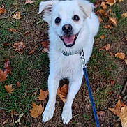 Jul a rejoint le concours — aidez-le/la à gagner de superbes lots ! puppy, dog, white_dog, pet, animal, canine, fluffy, happy, smiling, open_mouth, outdoor, grass, autumn, fallen_leaves, nature, leash, collar, portrait, cute, playful