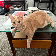 Tiger joined the competition — help win amazing prizes! cat, ginger_cat, glass_table, living_room, carpet, television, remote_control, book, socks, paw, furniture, indoor, pet, curious, orange_fur, clutter, table_leg, window, electronics, couch