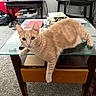 cat, ginger_cat, glass_table, living_room, carpet, television, remote_control, book, socks, paw, furniture, indoor, pet, curious, orange_fur, clutter, table_leg, window, electronics, couch