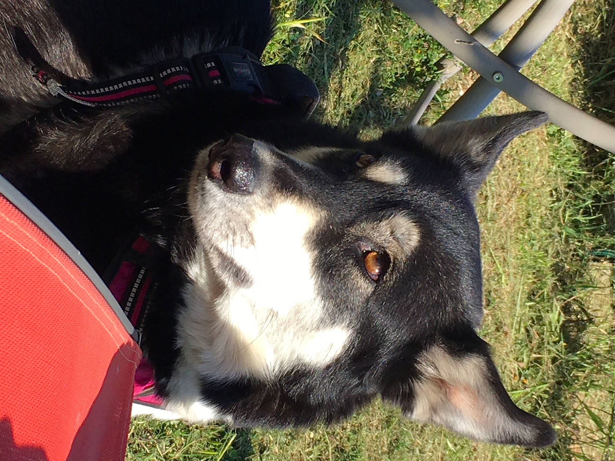 Maïa participe au concours pour gagner de l'argent avec cette photo : bag, carnivore, companion_dog, dog, dog_breed, fence, fur, goat, goats, grass, herding_dog, livestock, luggage_and_bags, pack_animal, plant, snout, terrestrial_animal, tree, whiskers, working_animal