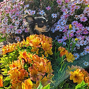 Munchkin joined the competition — help win amazing prizes! dog, chihuahua, small_dog, flowers, daisies, orange_flowers, garden, pet, fur, portrait, outdoor, sunlight, petals, greenery, spring, closeup, sitting, bloom, nature, floral_bed