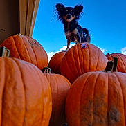 Munchkin joined the competition — help win amazing prizes! autumn, blue_sky, chihuahua, cute, dog, fall, fluffy_ears, long_haired, low_angle, orange, outdoor, perspective_shot, pile, porch, pumpkin, pumpkins, seasonal, small_dog, sticker, vibrant