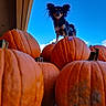 autumn, blue_sky, chihuahua, cute, dog, fall, fluffy_ears, long_haired, low_angle, orange, outdoor, perspective_shot, pile, porch, pumpkin, pumpkins, seasonal, small_dog, sticker, vibrant