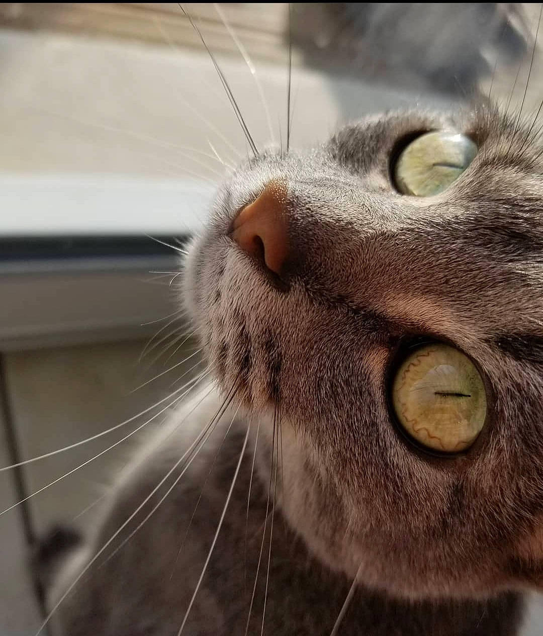 Little participe au concours pour gagner de l'argent avec cette photo : carnivore, cat, close_up, domestic_short_haired_cat, ear, felidae, fur, head, mammal, nose, small_to_medium_sized_cats, snout, terrestrial_animal, vertebrate, whiskers, wildlife