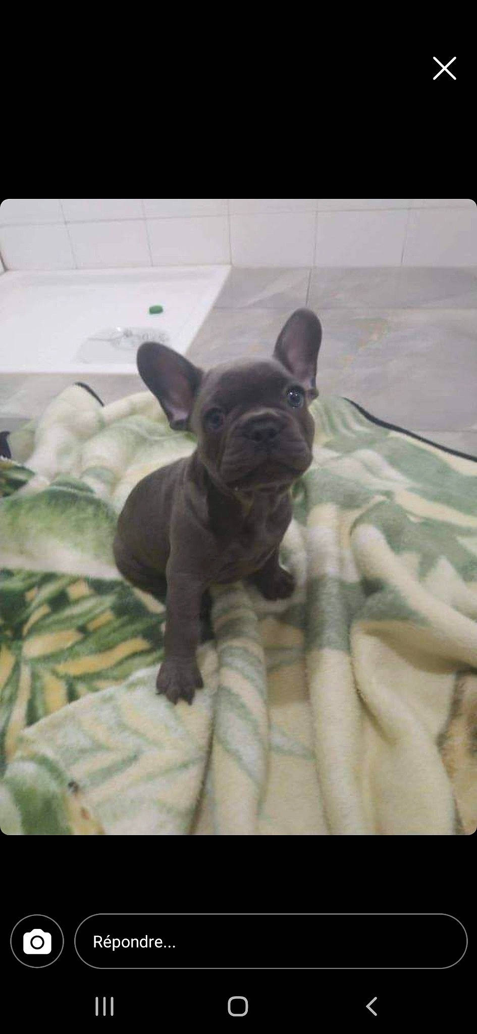 Tyron a rejoint le concours — aidez-le/la à gagner de superbes lots ! bulldog, canidae, carnivore, comfort, companion_dog, dog, dog_breed, ear, fawn, french_bulldog, linens, molosser, puppy, snout, sporting_group, terrestrial_animal, toy_dog, whiskers, working_animal, wrinkle