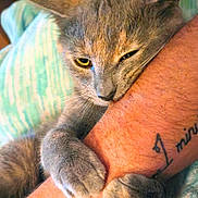 Fleur is registered to the contest to win money with this photo: cat, gray_cat, paw, bite, human_arm, tattoo, fur, whiskers, close_up, pet, animal, bed, blanket, claws, cute, indoor, relaxed, snuggle, holding, feline