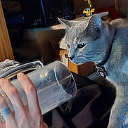 Fleur is registered to the contest to win money with this photo: basket, cat, closeup, collar, couch, curious, domestic, drill, fabric, furniture, glass, gray_cat, hand, indoor, person, pet, sitting, smartwatch, tool, watch