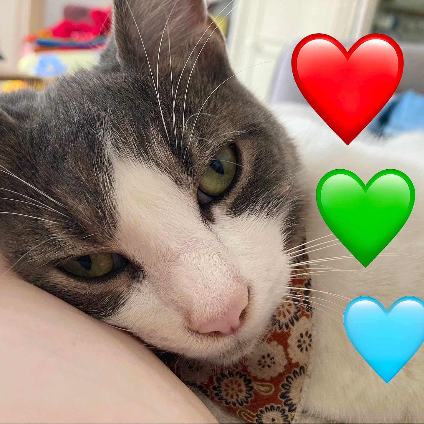 Chouquette a rejoint le concours — aidez-le/la à gagner de superbes lots ! abyssinian, animal, cat, couch, envelope, furniture, greetingcard, heart, kitten, loveheartsymbol, mail, manx, person, pet, sleeping, symbol