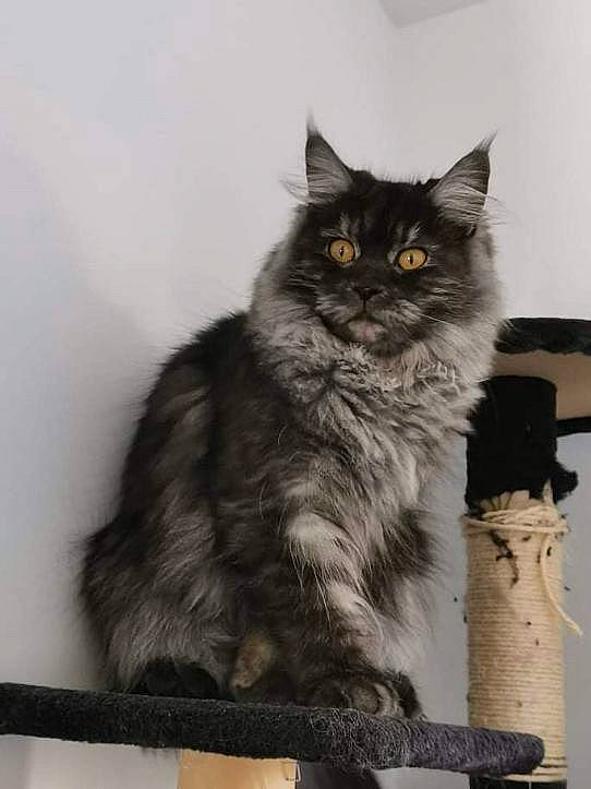 Shannel a rejoint le concours — aidez-le/la à gagner de superbes lots ! british_longhair, carnivore, cat, felidae, fur, grey, monochrome, monochrome_photography, small_to_medium_sized_cats, tail, terrestrial_animal, whiskers