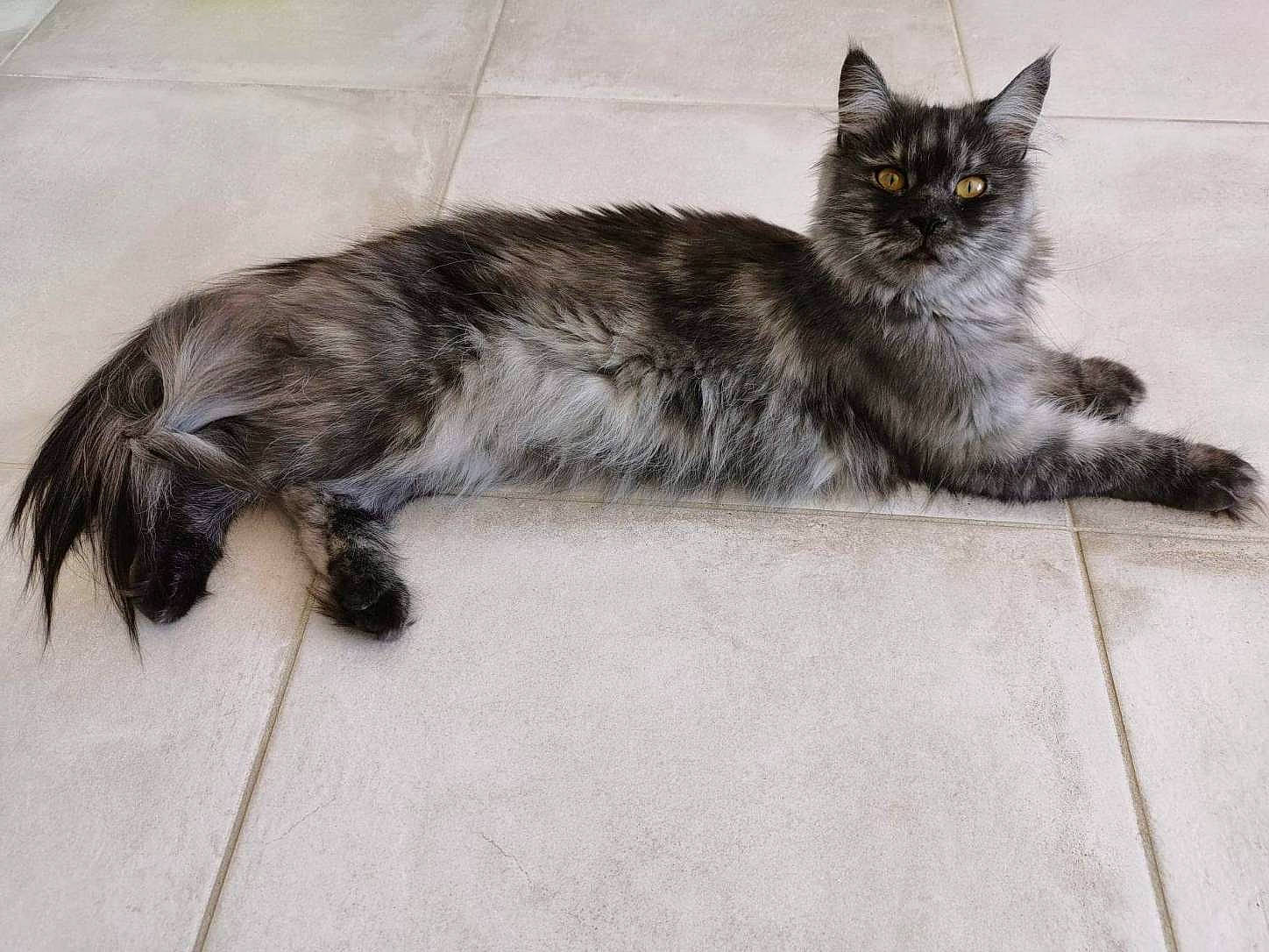 Shannel participe au concours pour gagner de l'argent avec cette photo : black_cat, british_longhair, carnivore, cat, claw, comfort, domestic_short_haired_cat, felidae, flooring, fur, grey, paw, sitting, small_to_medium_sized_cats, snout, tail, terrestrial_animal, whiskers