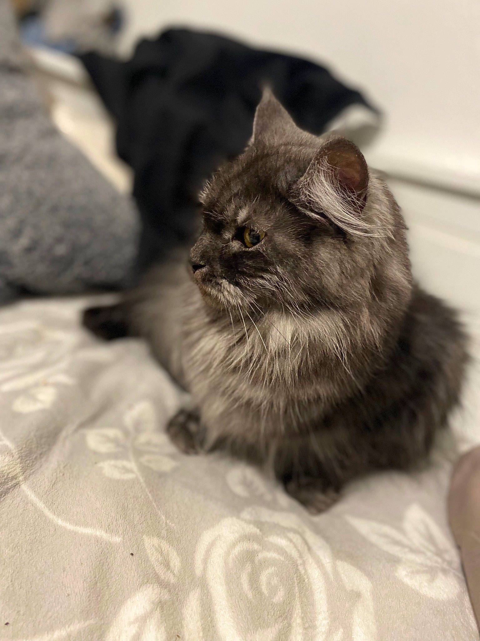 Shannel a rejoint le concours — aidez-le/la à gagner de superbes lots ! carnivore, cat, claw, comfort, domestic_short_haired_cat, felidae, fur, grey, monochrome, monochrome_photography, paw, sand, sitting, small_to_medium_sized_cats, snout, terrestrial_animal, whiskers