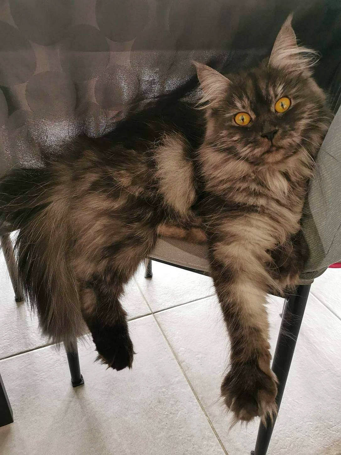 Shannel a rejoint le concours — aidez-le/la à gagner de superbes lots ! british_longhair, carnivore, cat, claw, comfort, domestic_short_haired_cat, felidae, flooring, foot, fur, paw, sitting, small_to_medium_sized_cats, snout, tail, terrestrial_animal, whiskers
