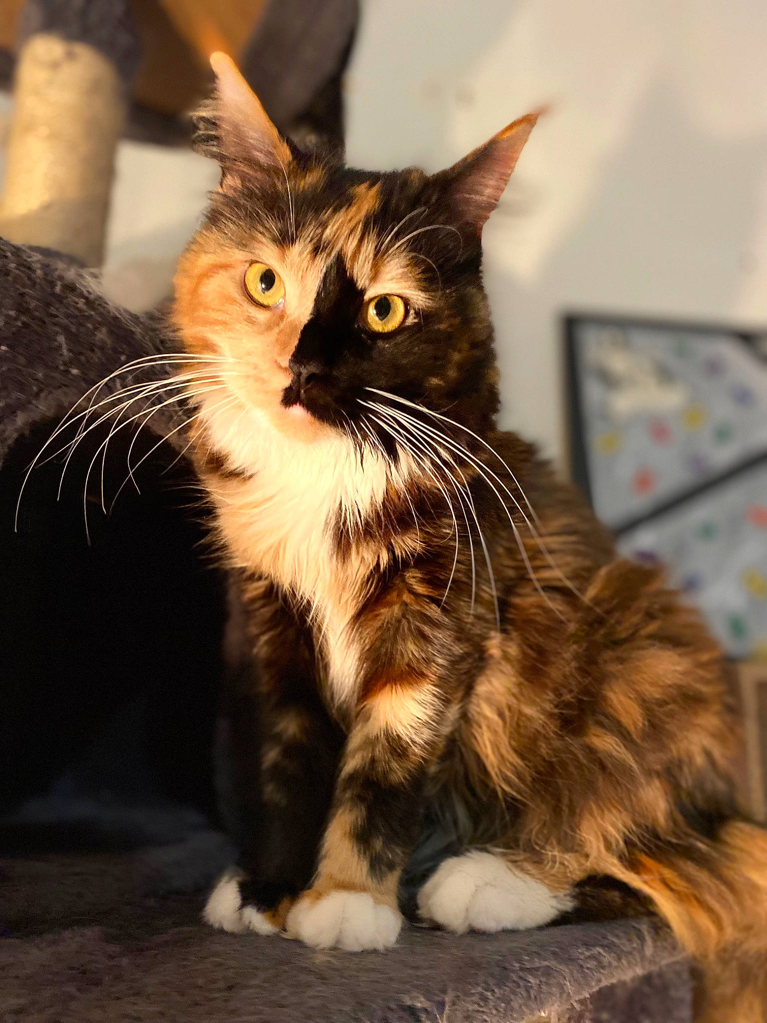 Scarlett participe au concours pour gagner de l'argent avec cette photo : carnivore, cat, claw, domestic_short_haired_cat, felidae, fur, paw, sitting, small_to_medium_sized_cats, snout, tail, tree, whiskers