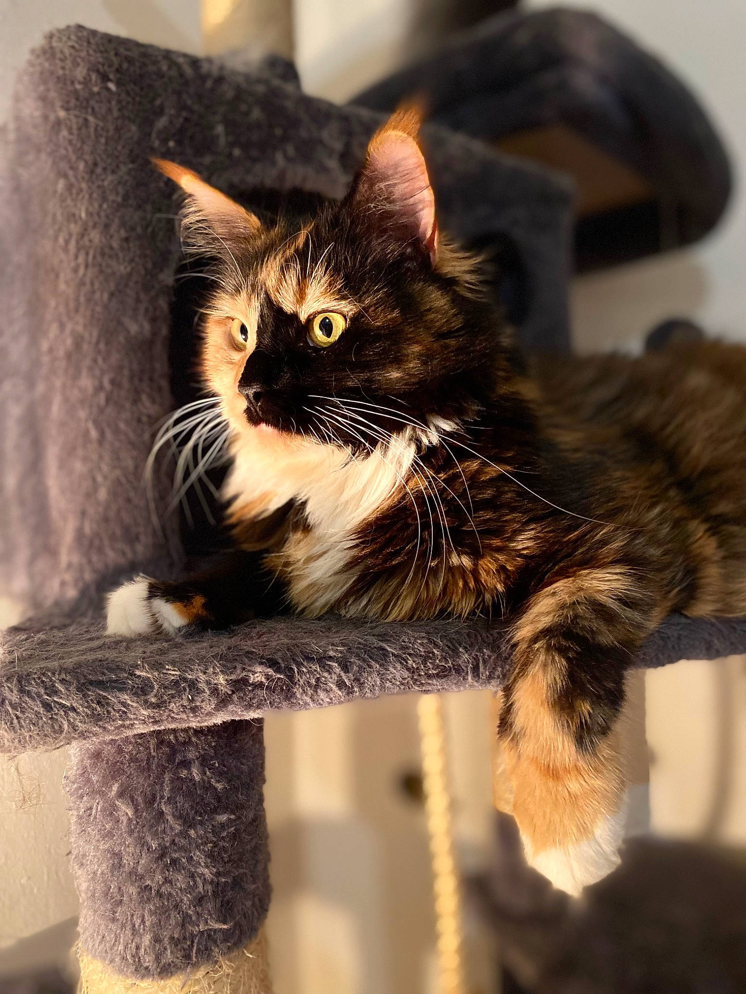 Scarlett a rejoint le concours — aidez-le/la à gagner de superbes lots ! carnivore, cat, cat_furniture, cat_supply, claw, domestic_short_haired_cat, felidae, fur, paw, small_to_medium_sized_cats, snout, tail, tree, whiskers, window