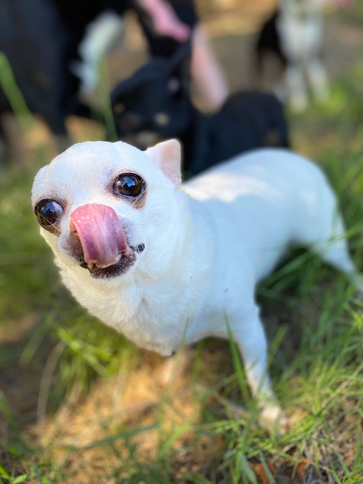 Guess a rejoint le concours — aidez-le/la à gagner de superbes lots ! canidae, carnivore, collar, companion_dog, dog, dog_breed, fawn, grass, livestock, non_sporting_group, plant, puppy, snout, sporting_group, tail, terrestrial_animal, toy_dog, whiskers, wildlife, working_animal