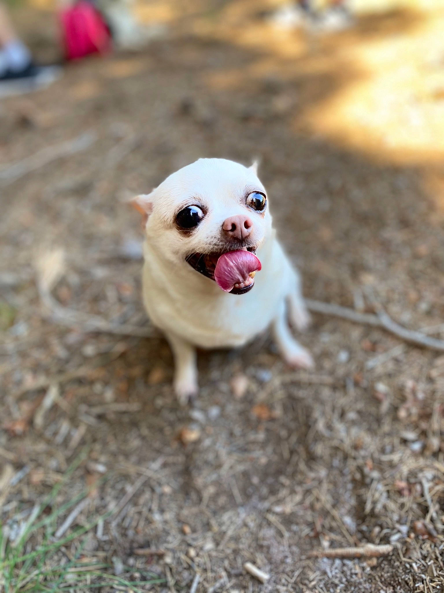 Guess a rejoint le concours — aidez-le/la à gagner de superbes lots ! canidae, carnivore, companion_dog, dog, dog_breed, fawn, grass, non_sporting_group, plant, pug, puppy, snout, soil, sporting_group, tail, terrestrial_animal, toy_dog, wood, working_animal, wrinkle