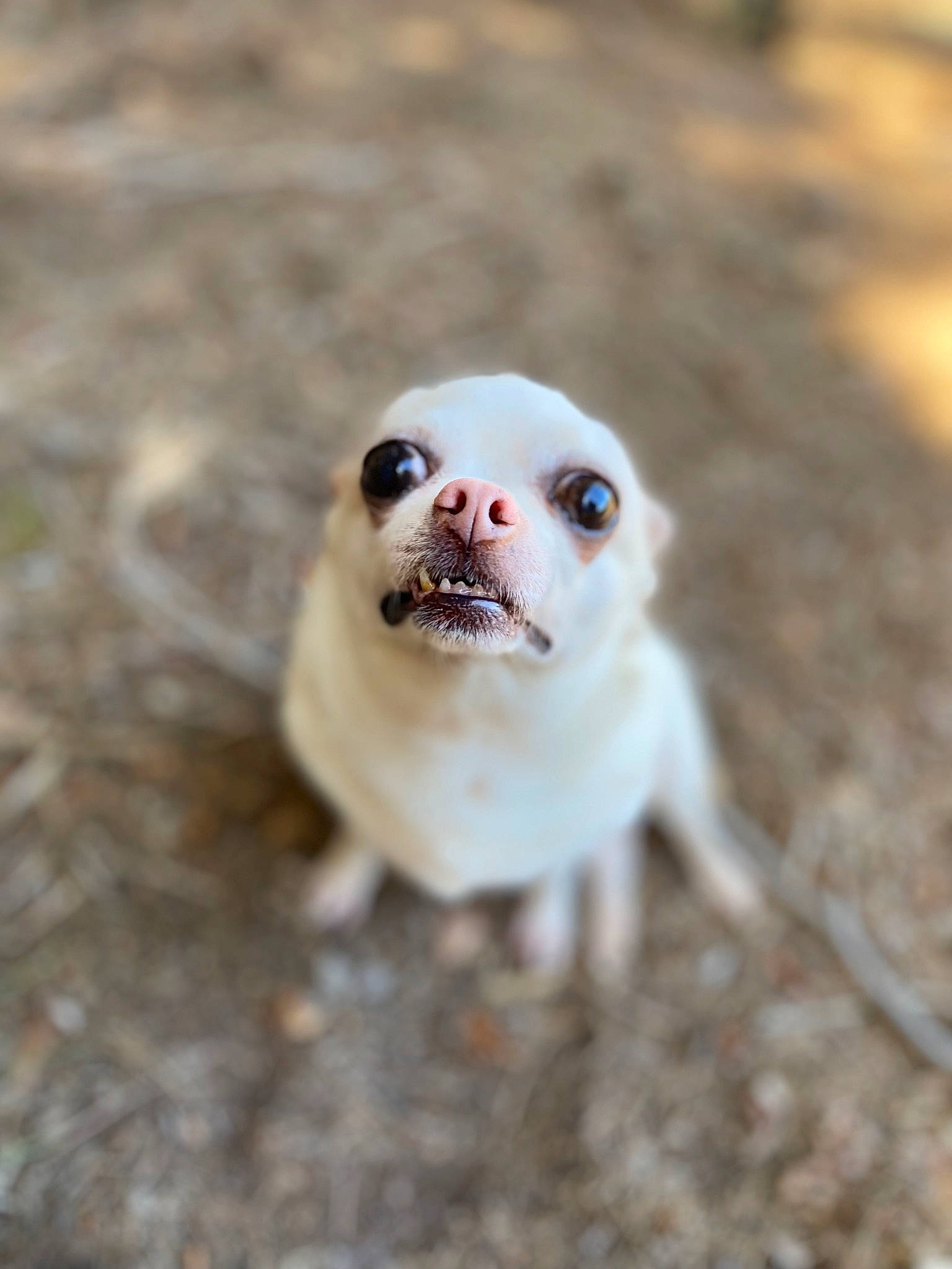 Guess a rejoint le concours — aidez-le/la à gagner de superbes lots ! canidae, carnivore, companion_dog, dog, dog_breed, fawn, grass, macro_photography, non_sporting_group, paw, photo_caption, sand, snout, soil, tail, terrestrial_animal, toy_dog, whiskers, wildlife