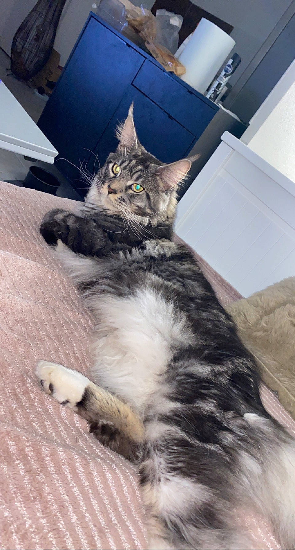 Socrate a rejoint le concours — aidez-le/la à gagner de superbes lots ! carnivore, cat, claw, comfort, domestic_short_haired_cat, felidae, fur, paw, small_to_medium_sized_cats, tail, terrestrial_animal, whiskers