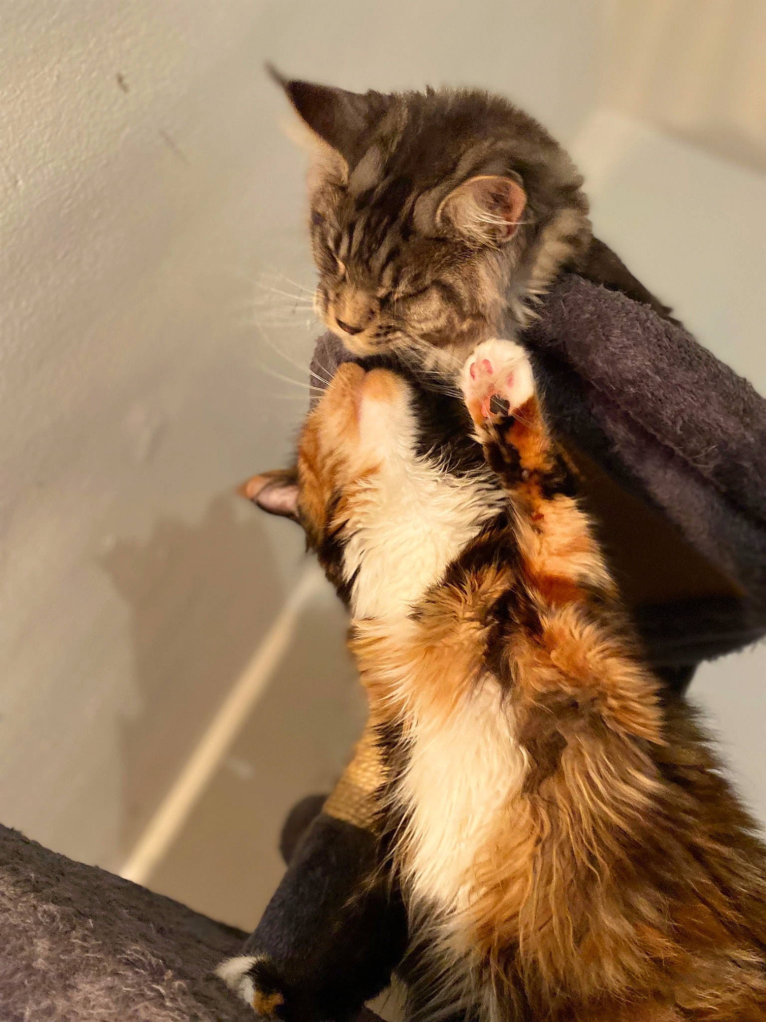 Socrate participe au concours pour gagner de l'argent avec cette photo : carnivore, cat, claw, domestic_short_haired_cat, fawn, felidae, fur, paw, shadow, small_to_medium_sized_cats, snout, tail, terrestrial_animal, whiskers