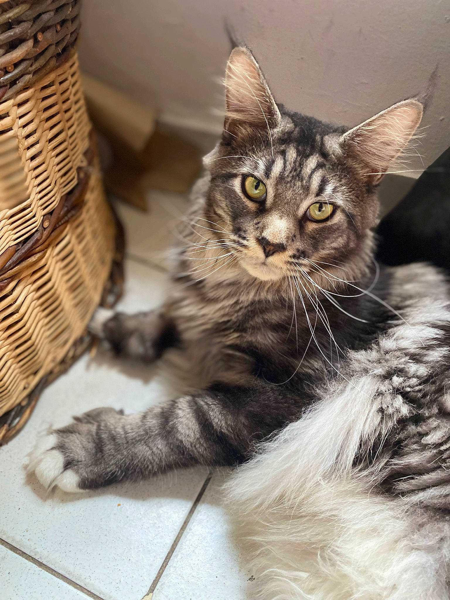 Socrate participe au concours pour gagner de l'argent avec cette photo : basket, carnivore, cat, claw, domestic_short_haired_cat, felidae, fur, paw, small_to_medium_sized_cats, storage_basket, tail, terrestrial_animal, whiskers, wildlife, window, wood