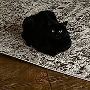 Lyusien is registered to the contest to win money with this photo: black_cat, cat, pet, animal, indoor, rug, floor, tile_floor, toy, plaything, curious, sitting, feline, domestic_cat, quiet, shadow, texture, eyes, calm, resting