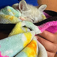 Snowball is registered to the contest to win money with this photo: kitten, cat, sleeping, blanket, hand, colorful, soft, cozy, fur, nap, indoor, closeup, cute, pet, animal, resting, warm, comfort, fingers, small