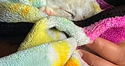 Snowball is registered to the contest to win money with this photo: animal, blanket, cat, closeup, colorful, comfort, cozy, cute, fingers, fur, hand, indoor, kitten, nap, pet, resting, sleeping, small, soft, warm