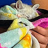 kitten, cat, sleeping, blanket, hand, colorful, soft, cozy, fur, nap, indoor, closeup, cute, pet, animal, resting, warm, comfort, fingers, small