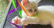 Snowball joined the competition — help win amazing prizes! kitten, cat, white_cat, pet, playful, toy, feathers, colorful, ribbons, paws, indoor, cozy, focused, cute, feline, animal, fur, whiskers, closeup, resting