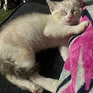 Snowball is registered to the contest to win money with this photo: animal, blanket, cat, closeup, comfort, cozy, cute, domestic_animal, feline, fur, indoor, kitten, paw, pet, pink_nose, relaxation, resting, sleeping, soft_texture, young_animal