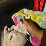 Snowball is registered to the contest to win money with this photo: animal, blanket, colorful, comfort, couch, cozy, cute, domestic_animal, feline, furry, hand, indoor, kitten, nap, paw, pet, relaxation, resting, sleeping, soft