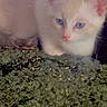 Snowball is registered to the contest to win money with this photo: kitten, cat, blue_eyes, fur, moss, green, plant, curious, close_up, indoor, pet, cute, animal, whiskers, young, small, soft_light, blurred_background, cozy, innocent