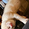 Snowball is registered to the contest to win money with this photo: kitten, sleeping, white_fur, cat, glass_table, indoor, pet, closeup, animal, relaxing, small, cute, feline, resting, domestic, young, cozy, table_surface, household, peaceful