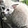 Snowball