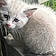 Snowball