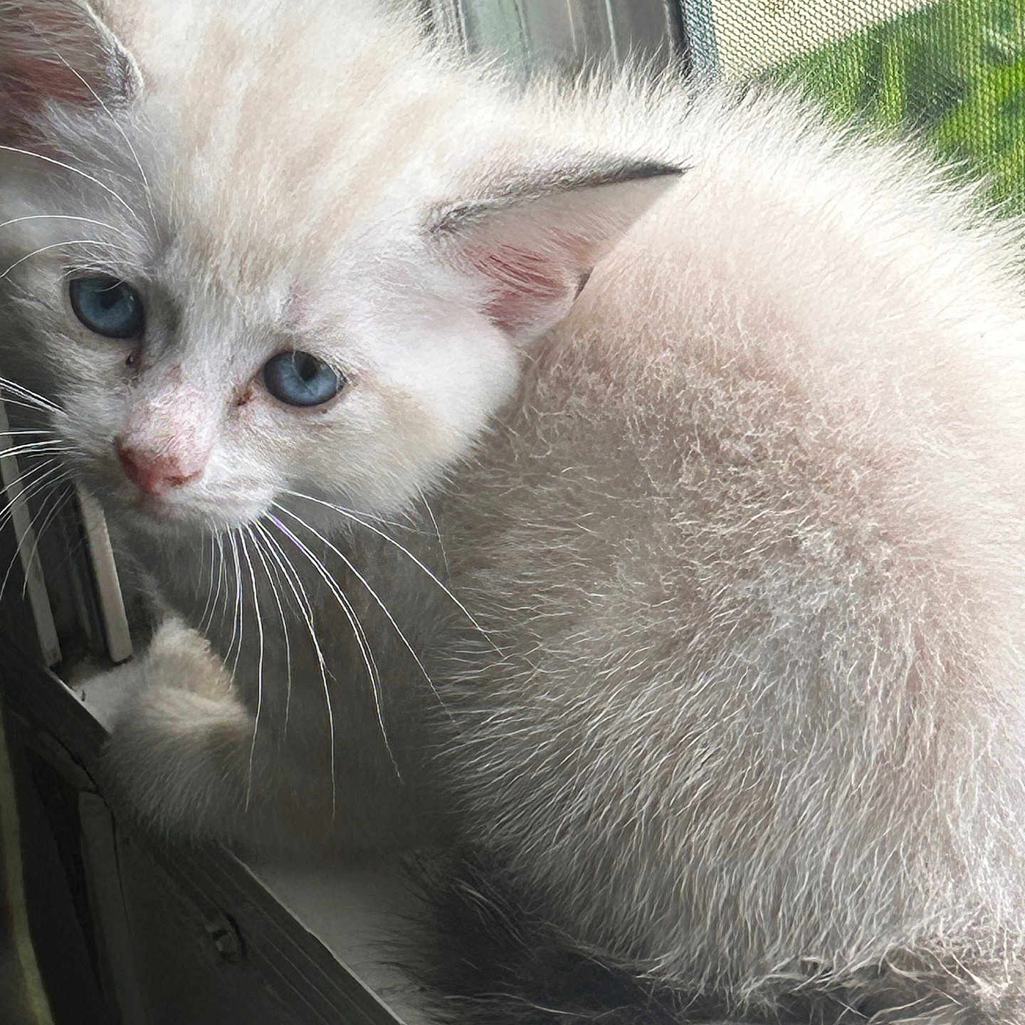 Snowball is registered to the contest to win money with this photo: kitten, cat, blue_eyes, fluffy, windowsill, curious, indoor, pet, animal, fur, whiskers, close_up, young, small, cute, soft_light, window, nature_outside, domestic, portrait