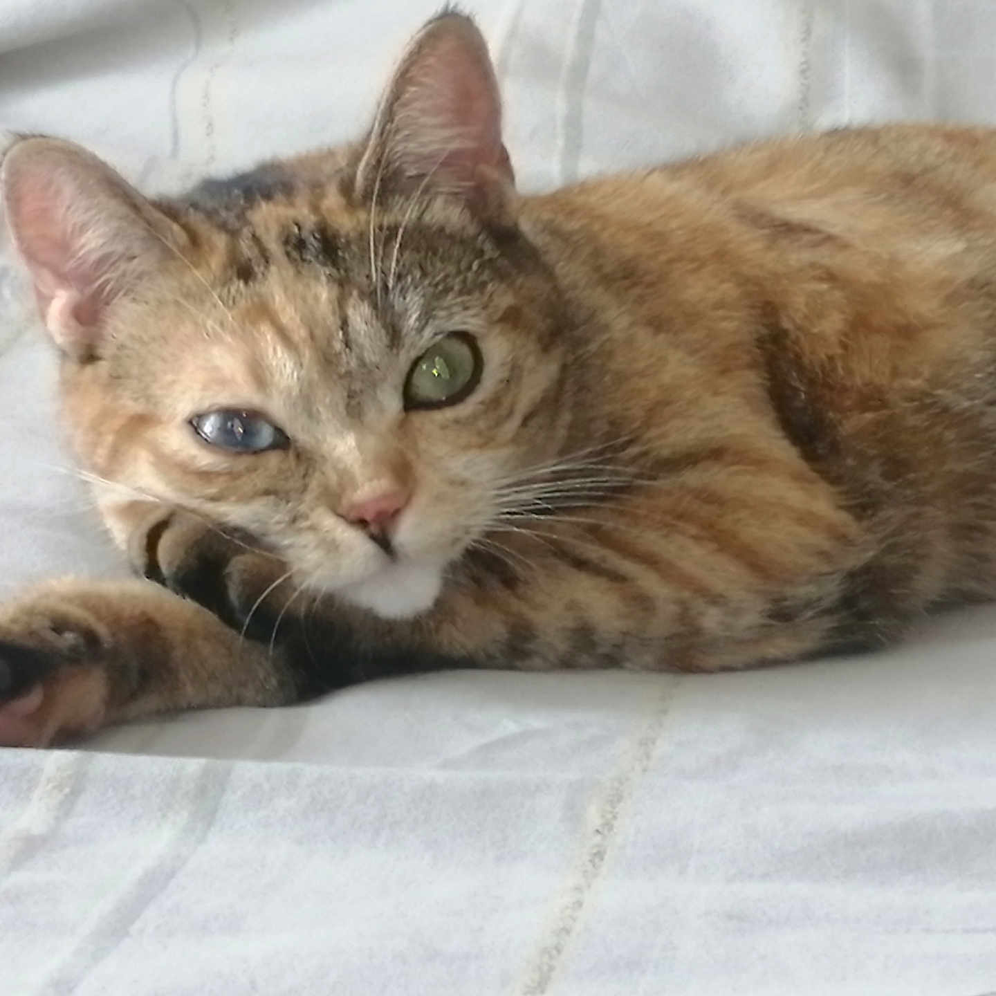 Bloona participe au concours pour gagner de l'argent avec cette photo : abyssinian, animal, bed, blanket, cat, couch, egyptiancat, furniture, kitten, manx, person, pet, siamese, sleeping