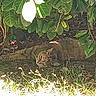 Bloona a rejoint le concours — aidez-le/la à gagner de superbes lots ! cat, tabby_cat, animal, outdoor, nature, grass, leaf, shade, sunlight, relaxing, resting, ground, bush, greenery, feline, pet, wildlife, daylight, sleeping, hidden
