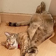 Bloona a rejoint le concours — aidez-le/la à gagner de superbes lots ! cat, tabby, relaxed, sleeping, floor, wooden_floor, indoor, pet, feline, cute, paws, striped, fur, whiskers, collar, resting, animal, domestic_cat, cozy, content