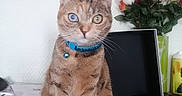 Bloona a rejoint le concours — aidez-le/la à gagner de superbes lots ! bell, blue_eye, box, cat, closeup, collar, curious, domestic_animal, feline, flowers, green_eye, heterochromia, indoor, papers, pet, portrait, roses, sitting, tabby, wooden_surface