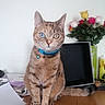 bell, blue_eye, box, cat, closeup, collar, curious, domestic_animal, feline, flowers, green_eye, heterochromia, indoor, papers, pet, portrait, roses, sitting, tabby, wooden_surface