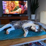 Filou participe au concours pour gagner de l'argent avec cette photo : cat, sleeping, table, towel, indoor, television, furniture, plant, radiator, wood, relaxation, pet, cozy, grey_and_white, pink_paws, stretching, living_room, magazine, decor, home