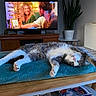 cat, sleeping, table, towel, indoor, television, furniture, plant, radiator, wood, relaxation, pet, cozy, grey_and_white, pink_paws, stretching, living_room, magazine, decor, home