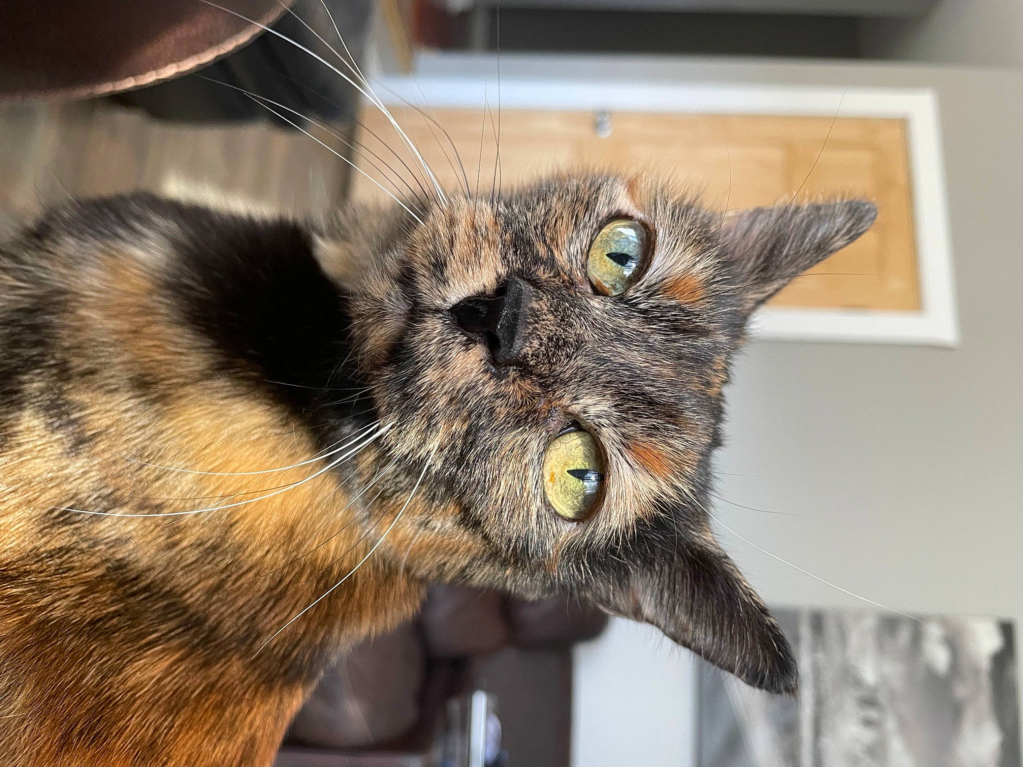 Chelsea joined the competition — help win amazing prizes! black_cat, carnivore, cat, claw, domestic_short_haired_cat, door, ear, eye, felidae, fur, paw, small_to_medium_sized_cats, snout, terrestrial_animal, whiskers, wildlife, window