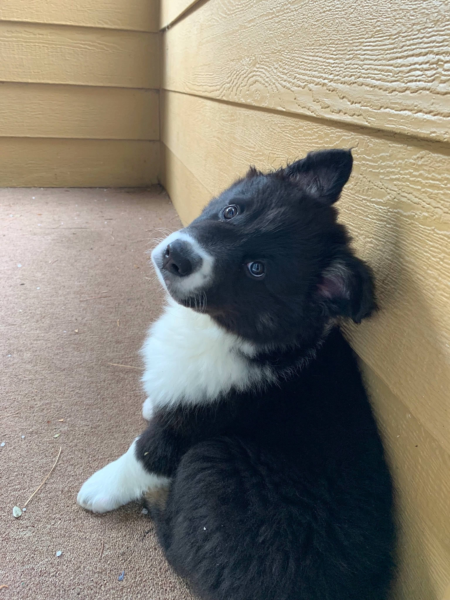 Sir Bronn joined the competition — help win amazing prizes! border_collie, canidae, carnivore, dog, dog_breed, karelian_bear_dog, laika, mammal, nose, puppy, russo_european_laika, snout, street_dog, vertebrate, whiskers