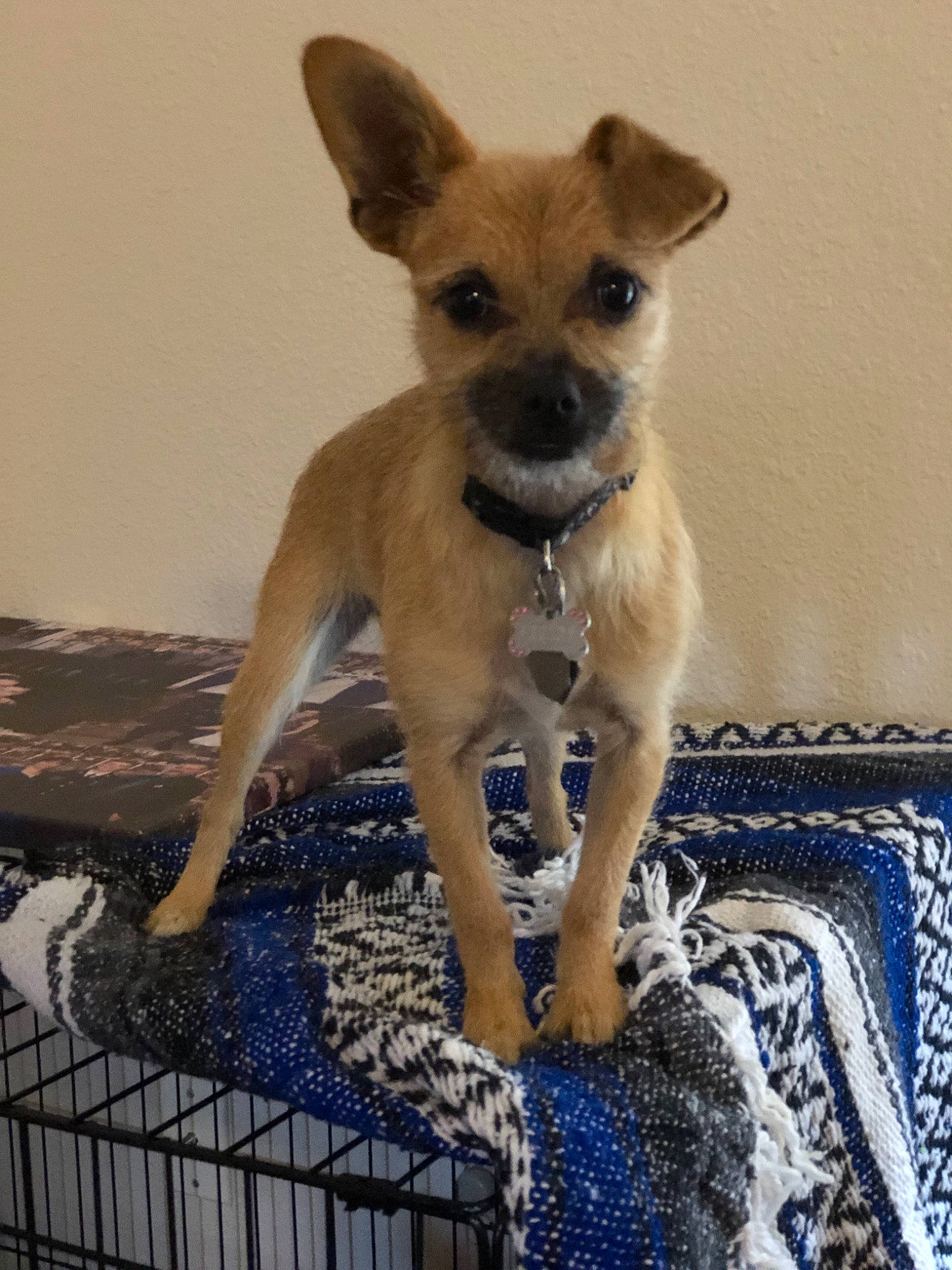 Cersei joined the competition — help win amazing prizes! border_terrier, canidae, carnivore, chihuahua, companion_dog, dog, dog_breed, fawn, feist, mammal, puppy, rare_breed_dog, snout, vertebrate