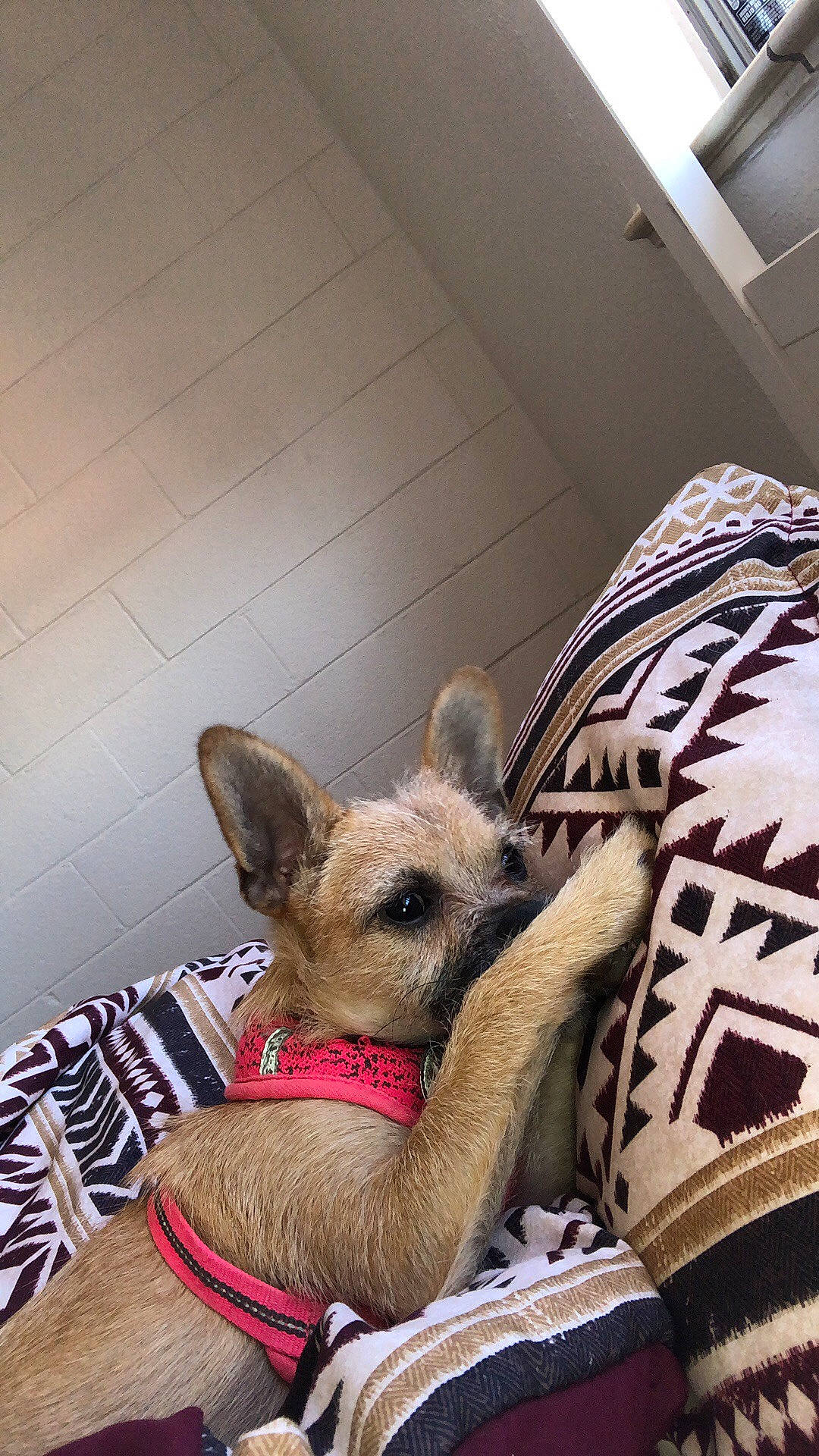 Cersei joined the competition — help win amazing prizes! canidae, carnivore, chihuahua, companion_dog, dog, dog_breed, fawn, mammal, snout, toy_dog, vertebrate