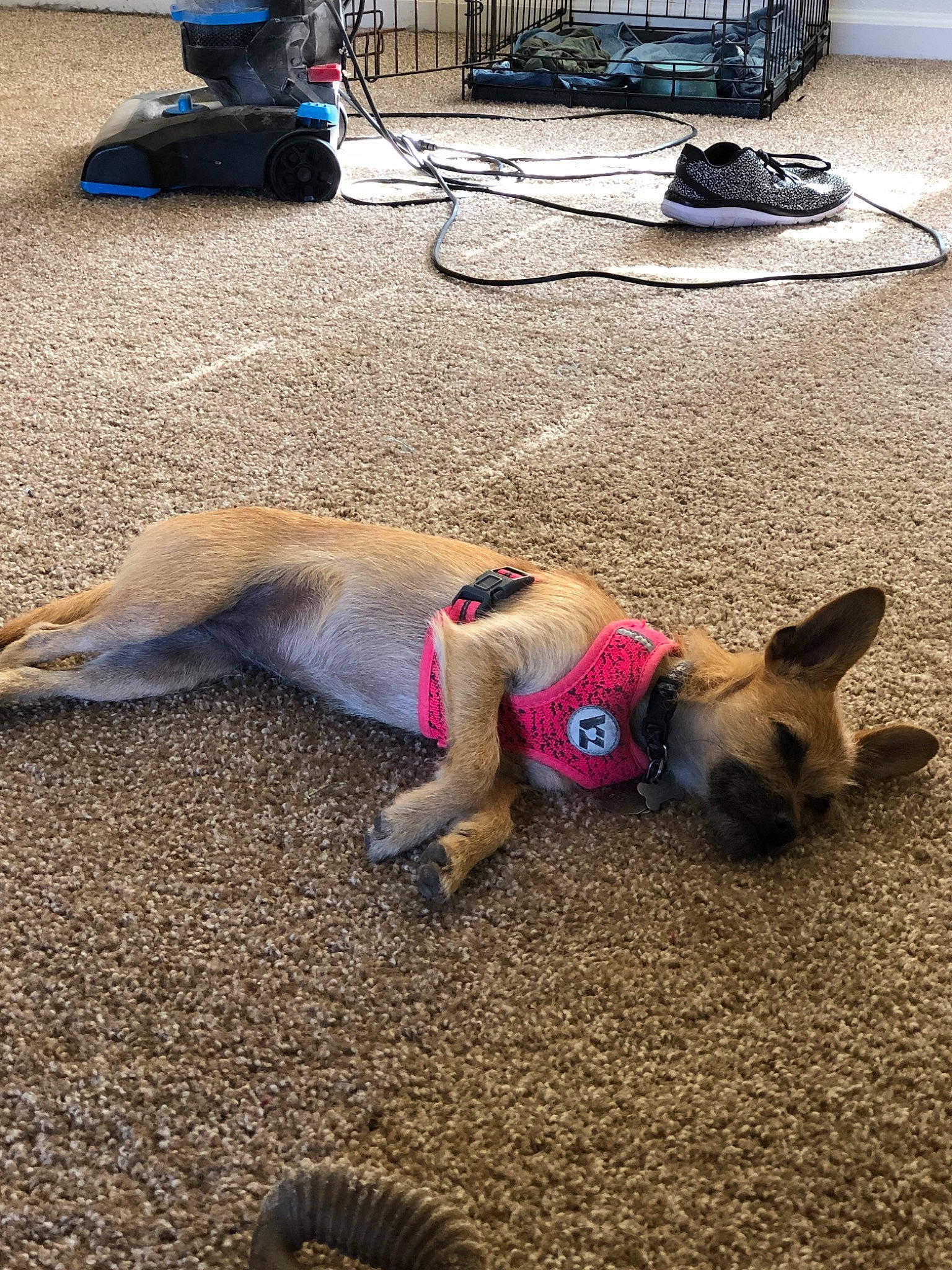 Cersei is registered to the contest to win money with this photo: canidae, carnivore, dog, dog_breed, fawn, floor, flooring, german_shepherd_dog, leash, tail, vacation, vehicle