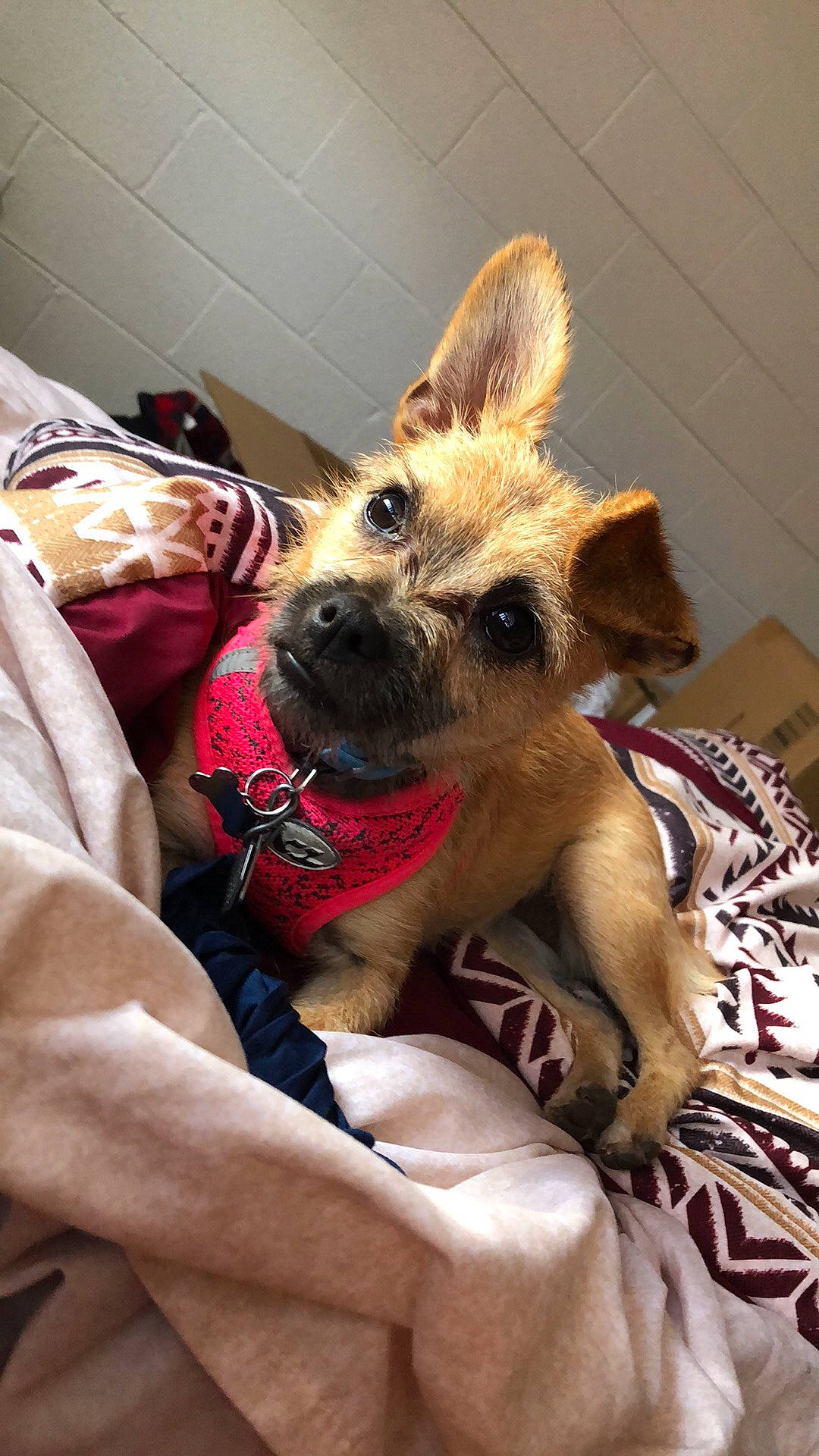 Cersei is registered to the contest to win money with this photo: black_mouth_cur, border_terrier, canidae, carnivore, chihuahua, companion_dog, dog, dog_breed, ear, fawn, mammal, non_sporting_group, puppy, snout, whiskers